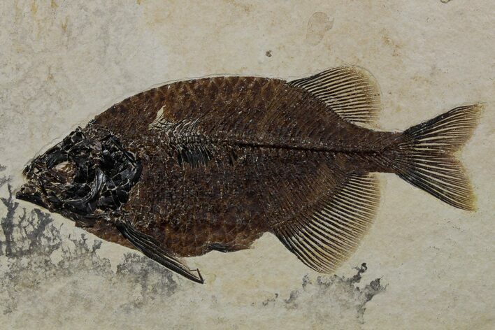 Spectacularly Detailed Fish Fossil (Phareodus) - Wyoming #349230